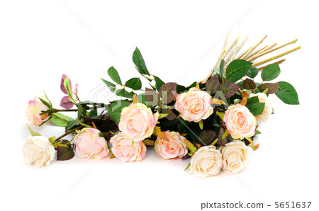 Pink roses isolated Pink roses isolated 5651637