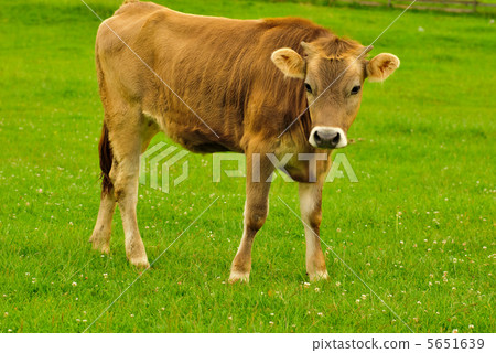 Cow graze Cow graze 5651639