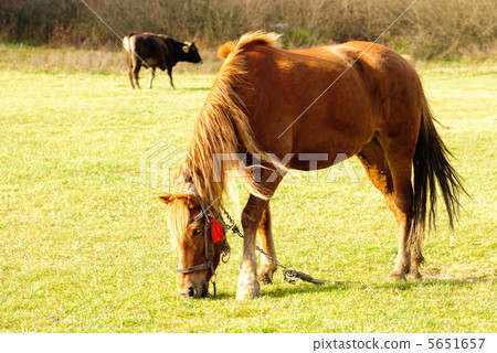 Horse on pasture Horse on pasture 5651657