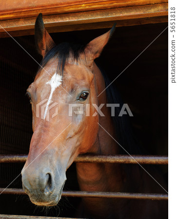 Horse looking out of a stall 5651818