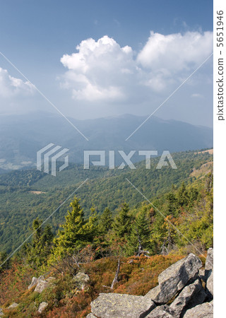 plants on the stones 5651946