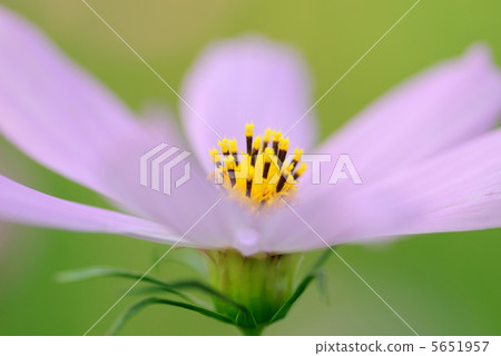 Macro flower Macro flower 5651957