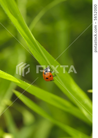ladybird on grass 5652000