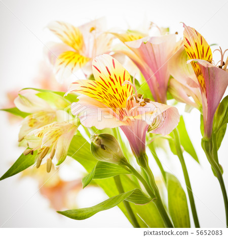 Pink alstroemeria isolated 5652083