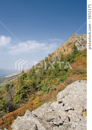 plants on the stones 5652175