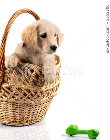 Golden retriever in basket 5652206