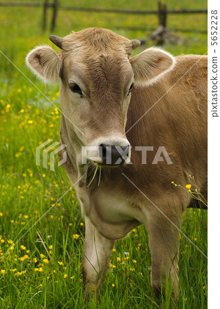 Cow graze Cow graze 5652228