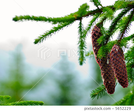 Cones on pine Cones on pine 5652229