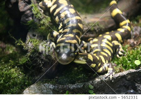 Secret story Secret story 5652331