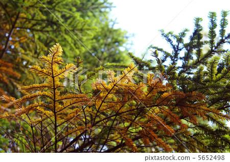 Shirabviso開始變色 5652498