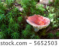 蘑菇和苔蘚收集水 5652503