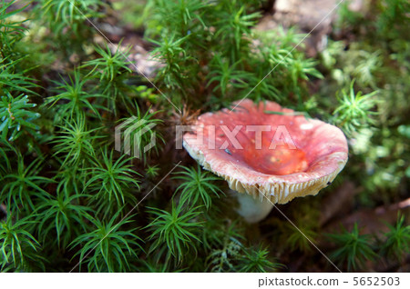 蘑菇和苔蘚收集水 5652503