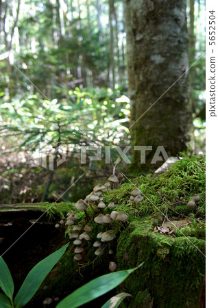 蘑菇軍團和苔蘚 5652504