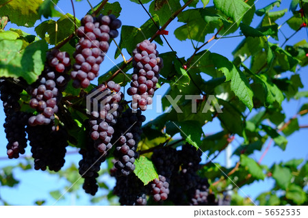 葡萄 5652535