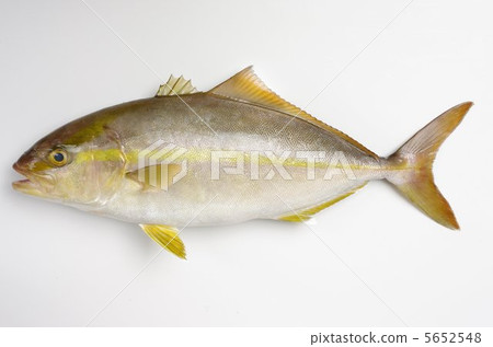 greater amberjack greater amberjack 5652548