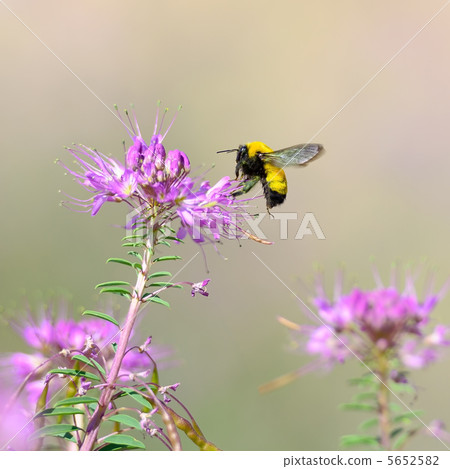 Bumblebee　 5652582