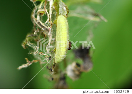 與羚羊幼蟲共生 5652729