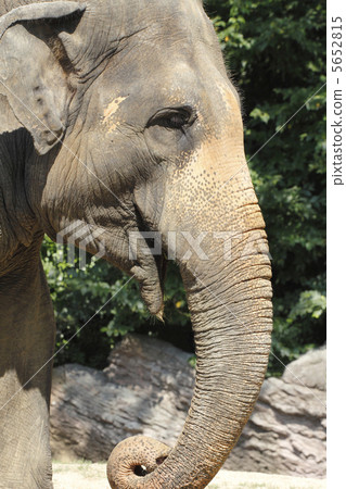 大象亞洲大象 5652815
