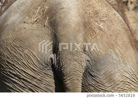 Elephant's appearance Elephant's appearance 5652819