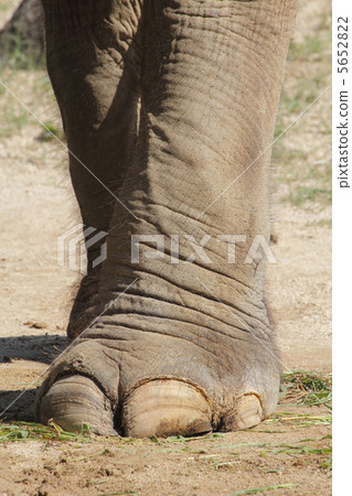 大象的腳 5652822