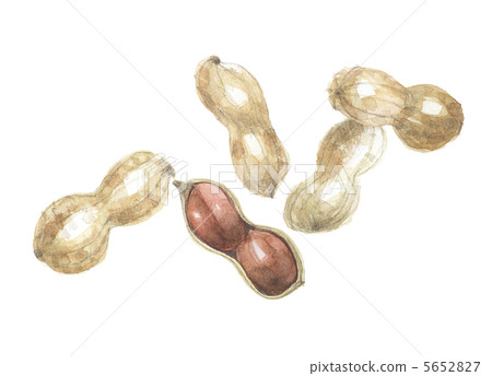 Peanut peanuts 5652827