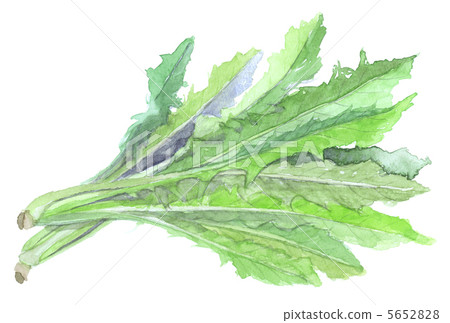 Leaf chicory 5652828
