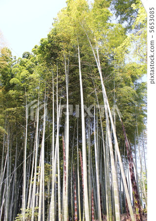 Bamboo grove Bamboo grove 5653085