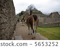馬丘比丘的駱駝 5653252