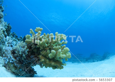 Coral and the blue sea Coral and the blue sea 5653307