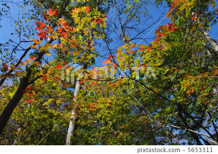 秋天著色 5653311