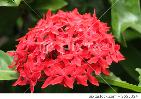 三朵花（sandanska） 5653354