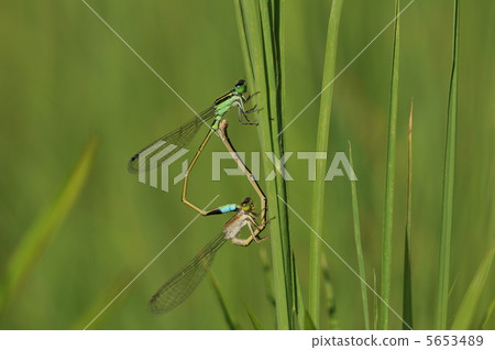 Asia Ittombo Asia Ittombo 5653489