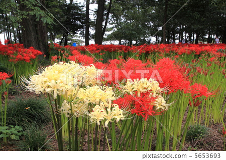 Hayakawa Tomibe Higanbana no Sato (Birch Mitsuki Higanbana Group Fabric) - at Isezaki Hayakawa Tomibe Higanbana no Sato (Birch Mitsuki Higanbana Group Fabric) - at Isezaki 5653693