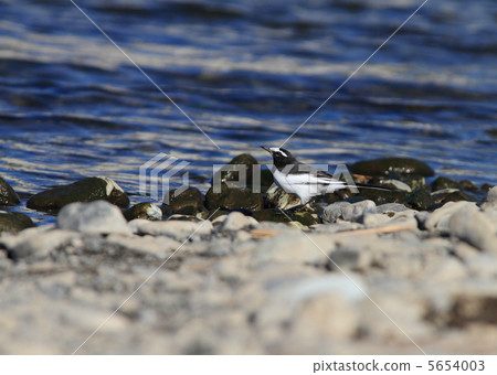 黑背w 黑背w 5654003