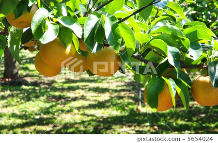 Pears of pear farm ripe pears 5654024