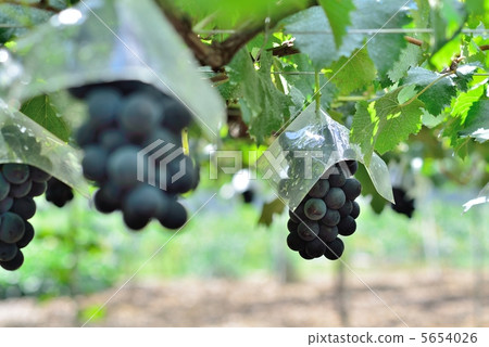 Gigantic peak 5654026