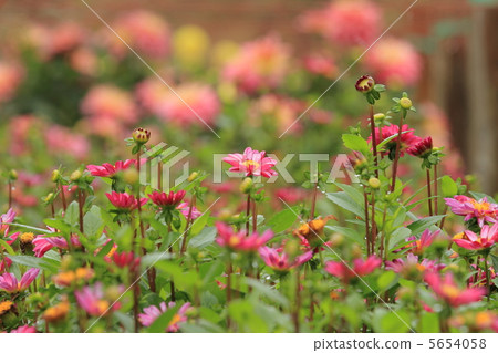 Dahlia 5654058