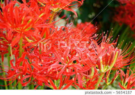 Higanbana (Higanbana) Flower language: passion Spider Lily 5654187