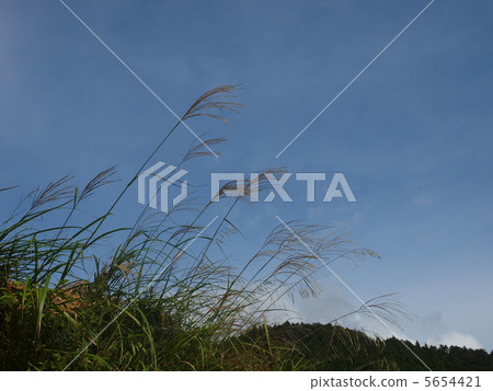 芒草 5654421