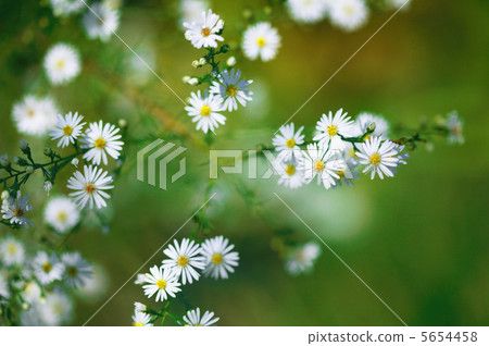 黛西的花 黛西的花 5654458