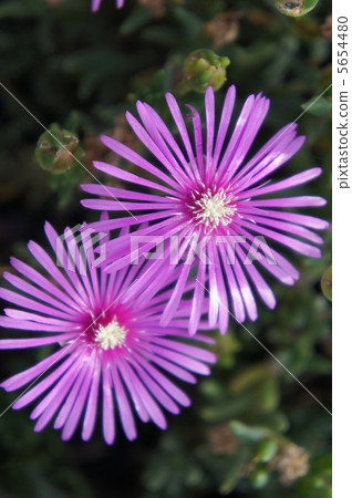 Livingston Daisy 5654480