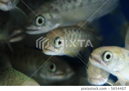 Masnosuke (juvenile fish) 5654487