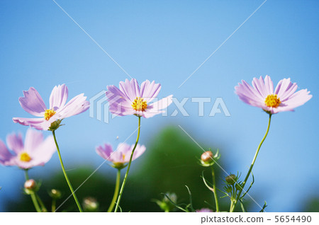Beautiful cosmos flowers against the sky 5654490