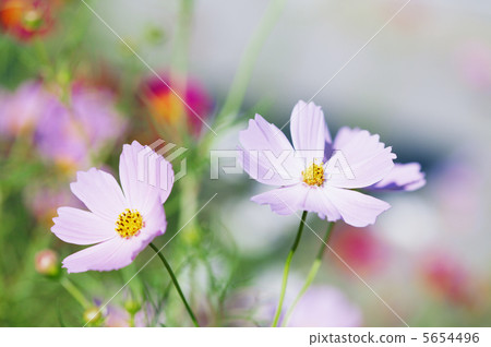 波斯菊花 5654496