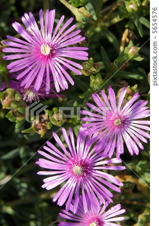Livingston Daisy 5654576