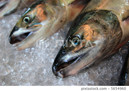 秋天三文魚三文魚三文魚蝦 秋天三文魚三文魚三文魚蝦 5654960