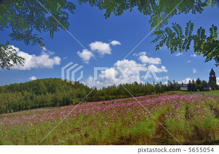 札幌谷公園的波斯菊領域 5655054