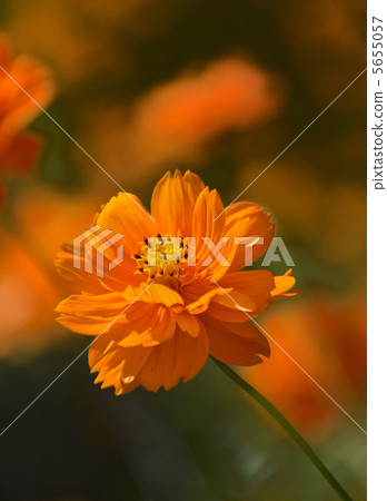 Dahlia flower Dahlia flower 5655057