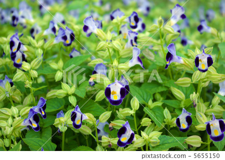 Torenia 5655150