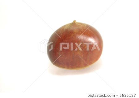 板栗果 5655157